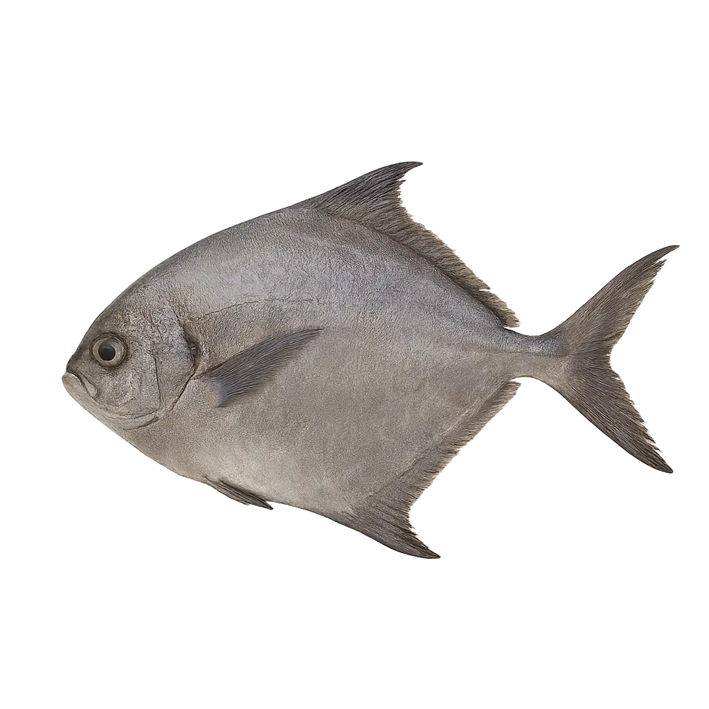 Verse zwarte pomfret