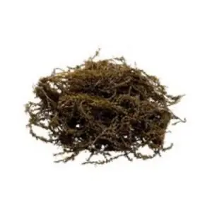Japanse bessenwier (1kg)