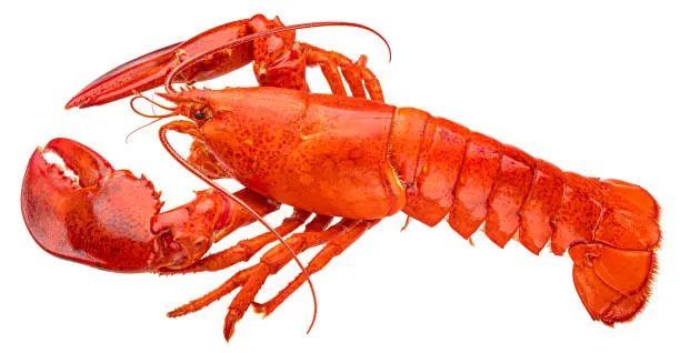 Fresh lobster (600-800g)