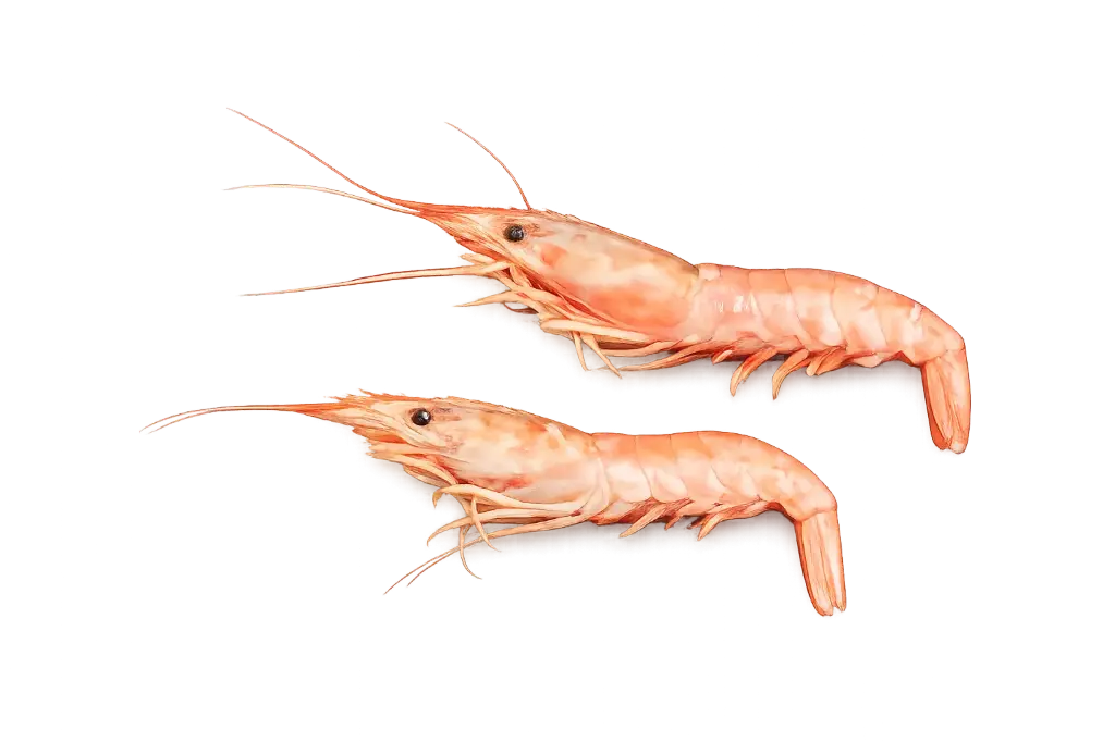 Langostino argentijnse rode garnalen dv (2kg)