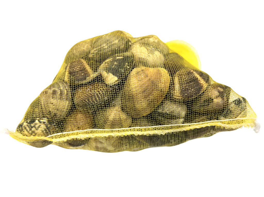 Fresh clams (1kg bag)