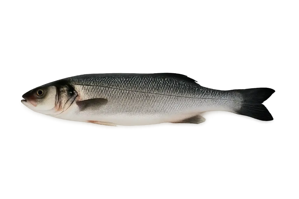 Fresh sea baas whole 4/6