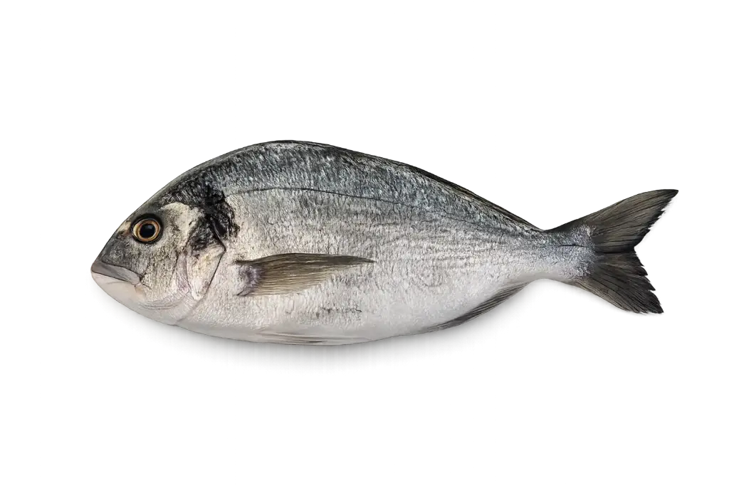 Royal sea bream whole 4/6