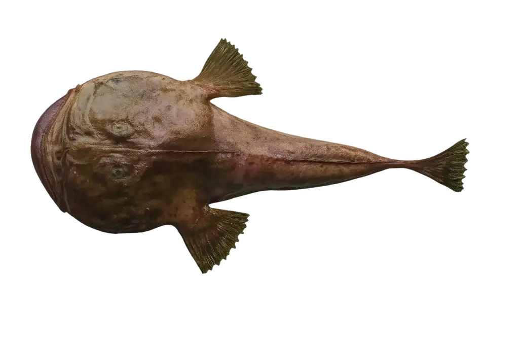 Fresh monkfish