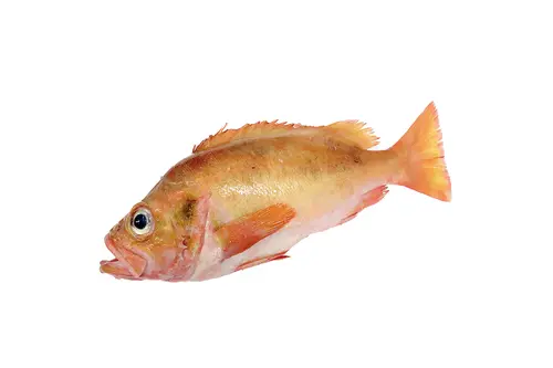 Fresh norway haddock - redfish 