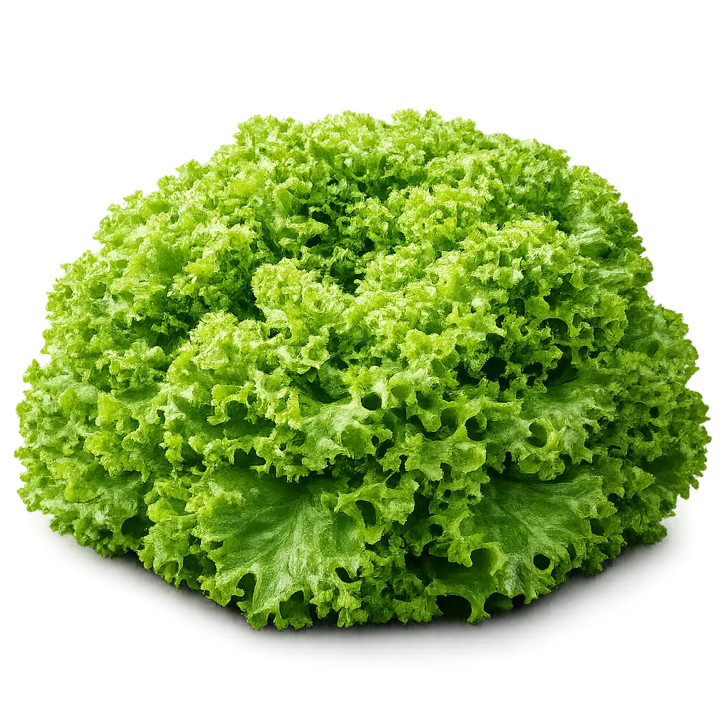 Lollo sla groen zonder wortel (stuk)