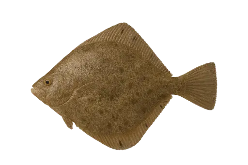 [Scophthalmus rhombus] Verse platvis griet (1-2kg)