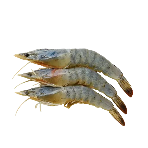 Verse Gambas 30/40
