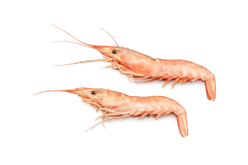 Langostino argentijnse red shrimp dv (2kg)