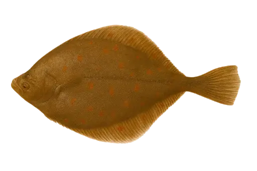 [Pleuronectes platessa] Fresh plaice flatfish (500-800g)