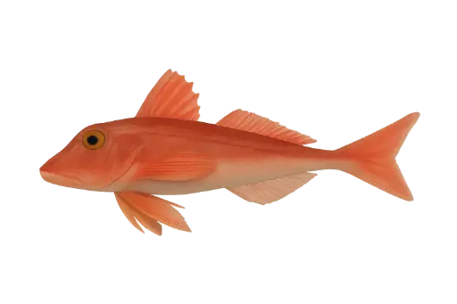 [Chelidonichthys lucerna] Verse rode poon (300-800g)