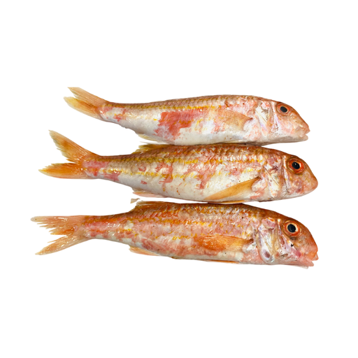 Fresh red mullet