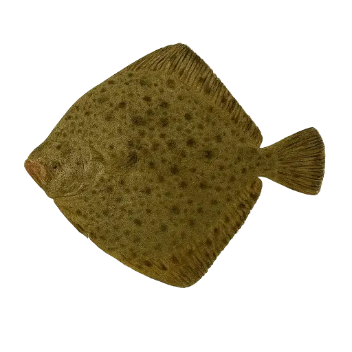 [Scophthalmus maximus] Fresh Tarbot (1-3kg)