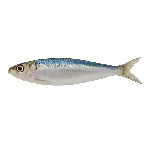 Fresh Sardines