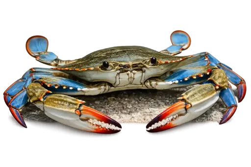 Fresh blue swimming crab