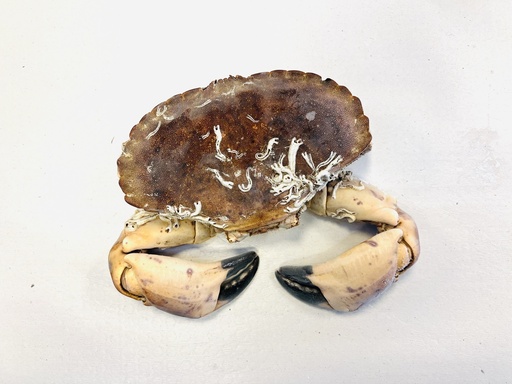 Live crab