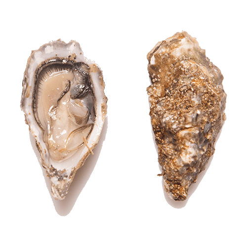 Oyster (Piece)