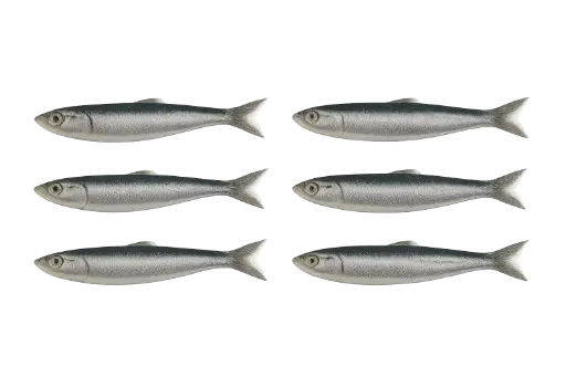 Fresh anchovies