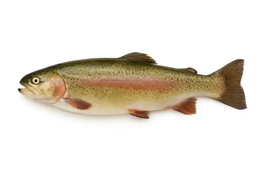 Verse forel 3/4