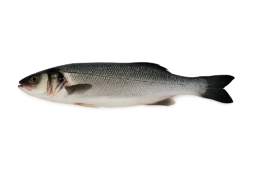 [Dicentrarchus labrax 6/8] Freash Sea baas whole 4/6