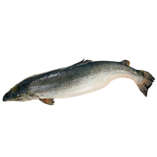 [salmo salar 8+] Fresh atl. salmon whole 8+