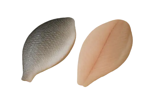 [Sparus aurata filet 6/8] Fresh sea ​​bream royal fillet 6/8 brut