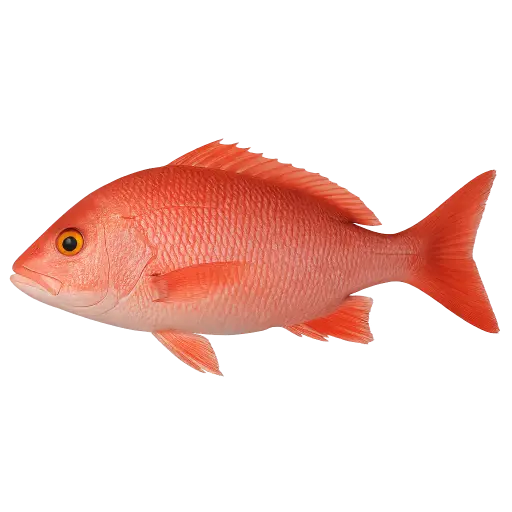 [Lutjanus campechanus] Verse rode snapper geheel - exotische vis (800-1500g) brut.