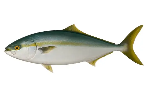 [Seriola quinqueradiata] Fresh Hamachi - japanese king fish (2-5kg) brut.