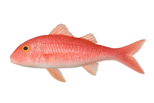 [Mullus barbatus] Fresh red mullet