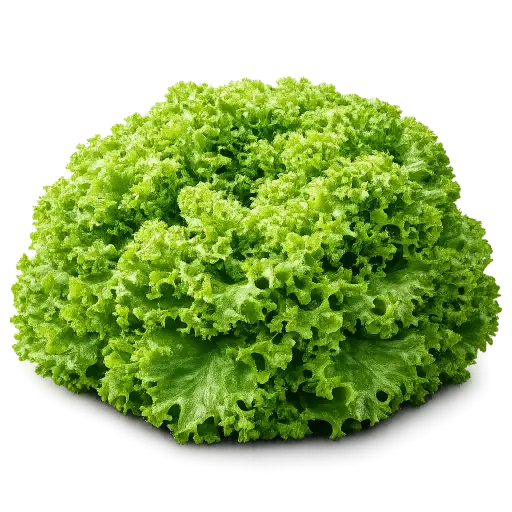 Lollo sla groen zonder wortel (stuk)